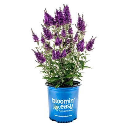 Birthday Cake™ Butterfly Bush