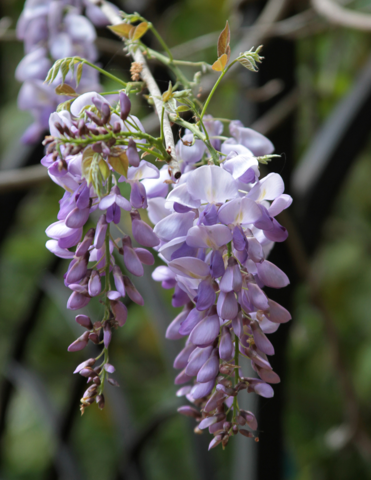 moon lavender plant Blue Moon Wisteria