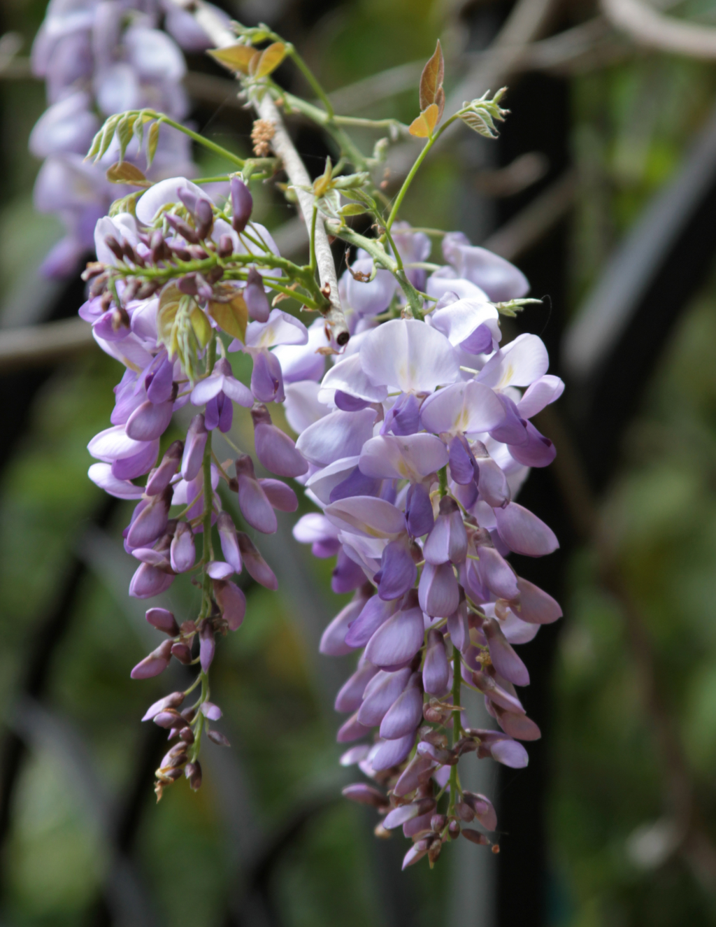 Blue Moon Wisteria