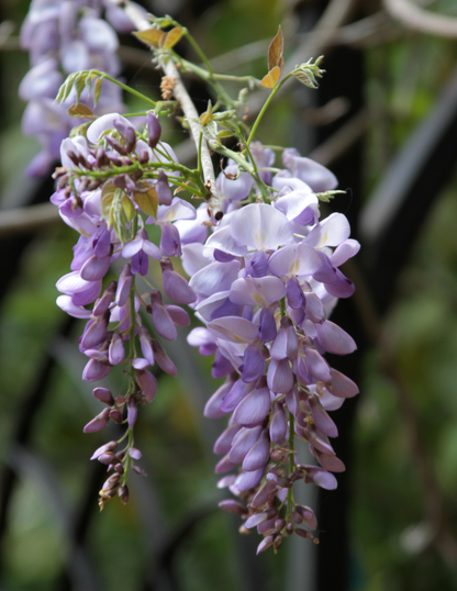Blue Moon Wisteria