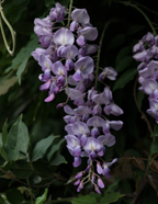 Blue Moon Wisteria