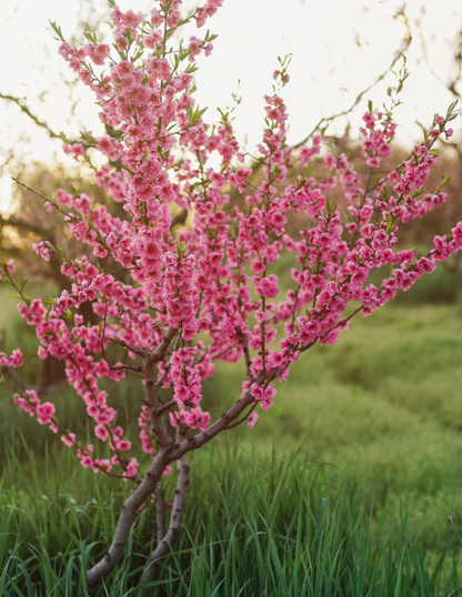Bonfire Patio Peach Plant