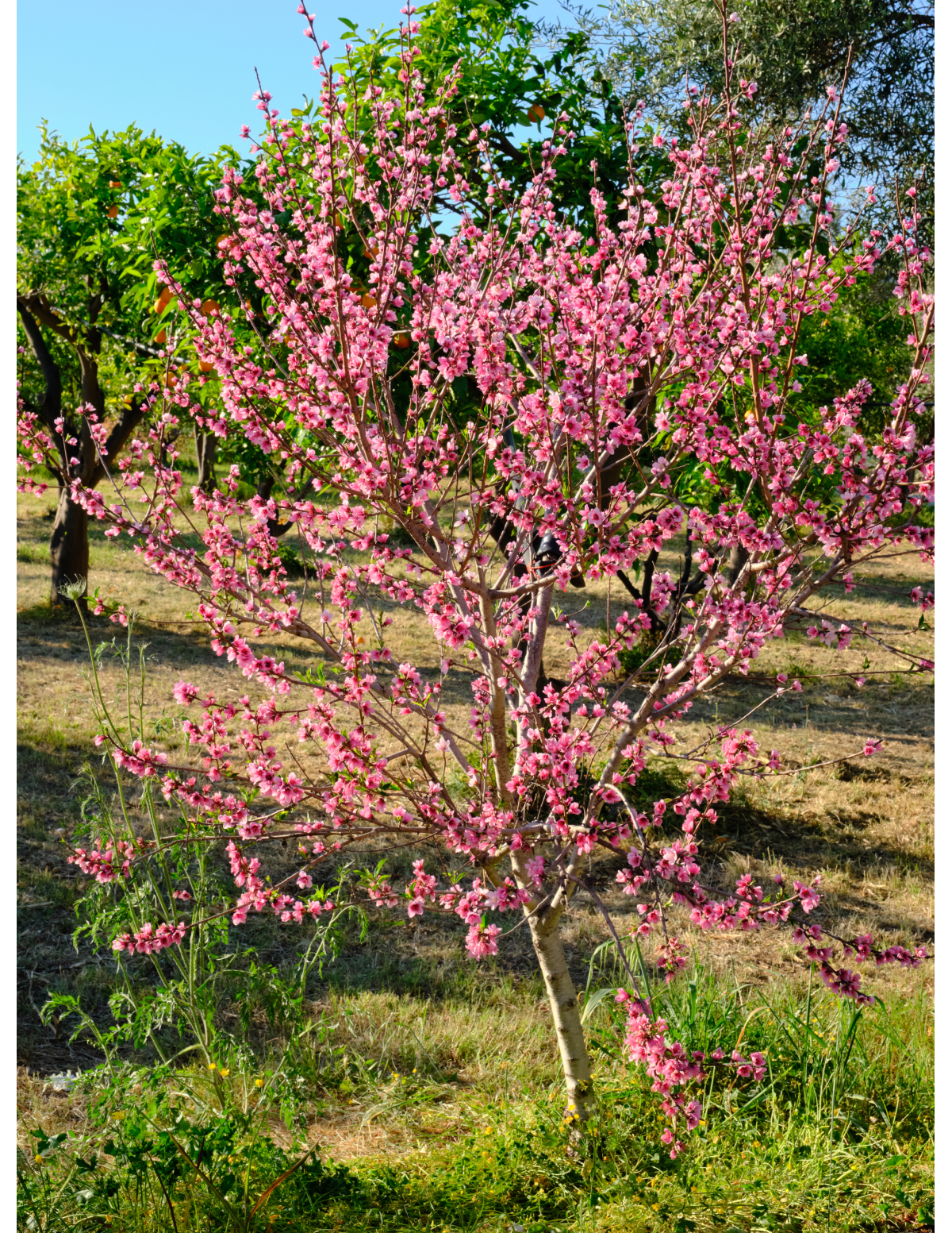 Bonfire Patio Peach Plant