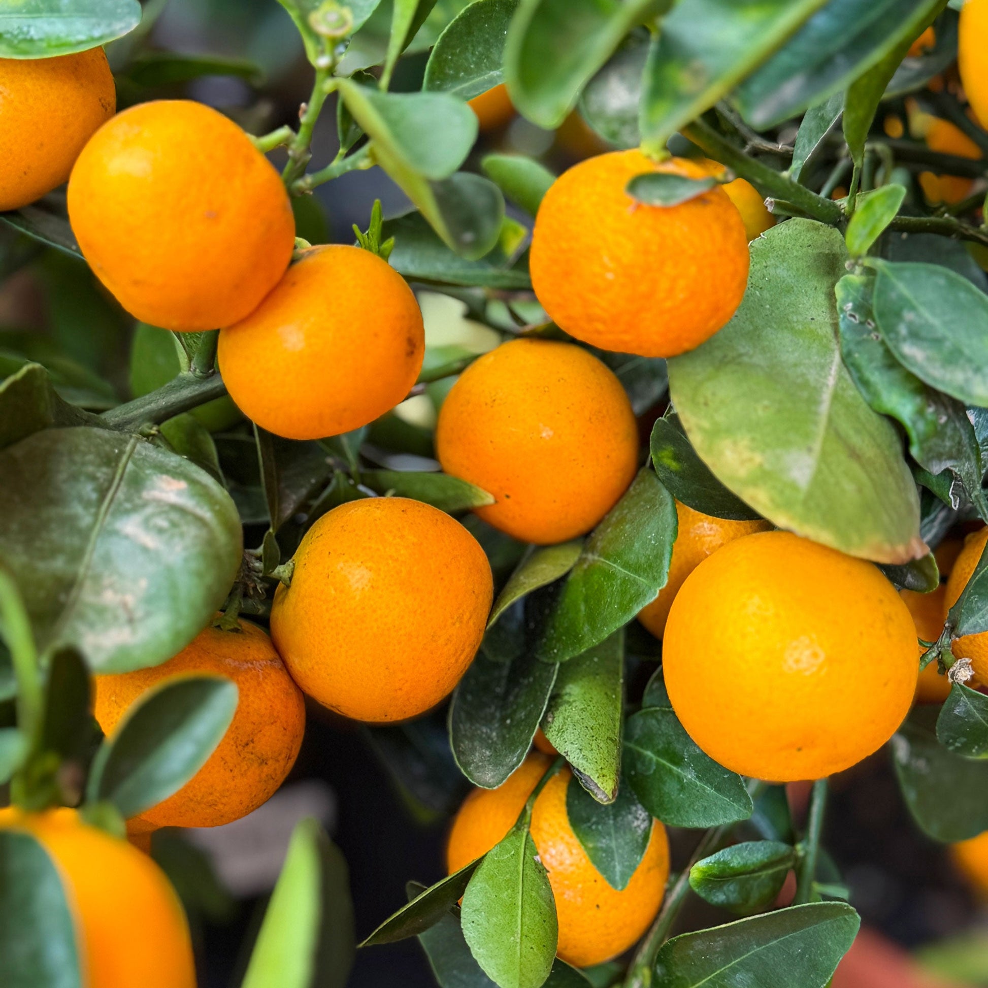 calamondin orange tree for sale Calamondin Orange Bush