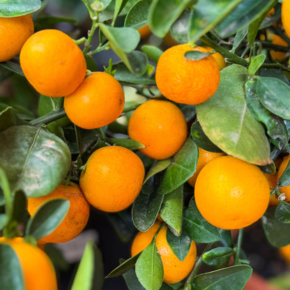 Calamondin Orange Bush