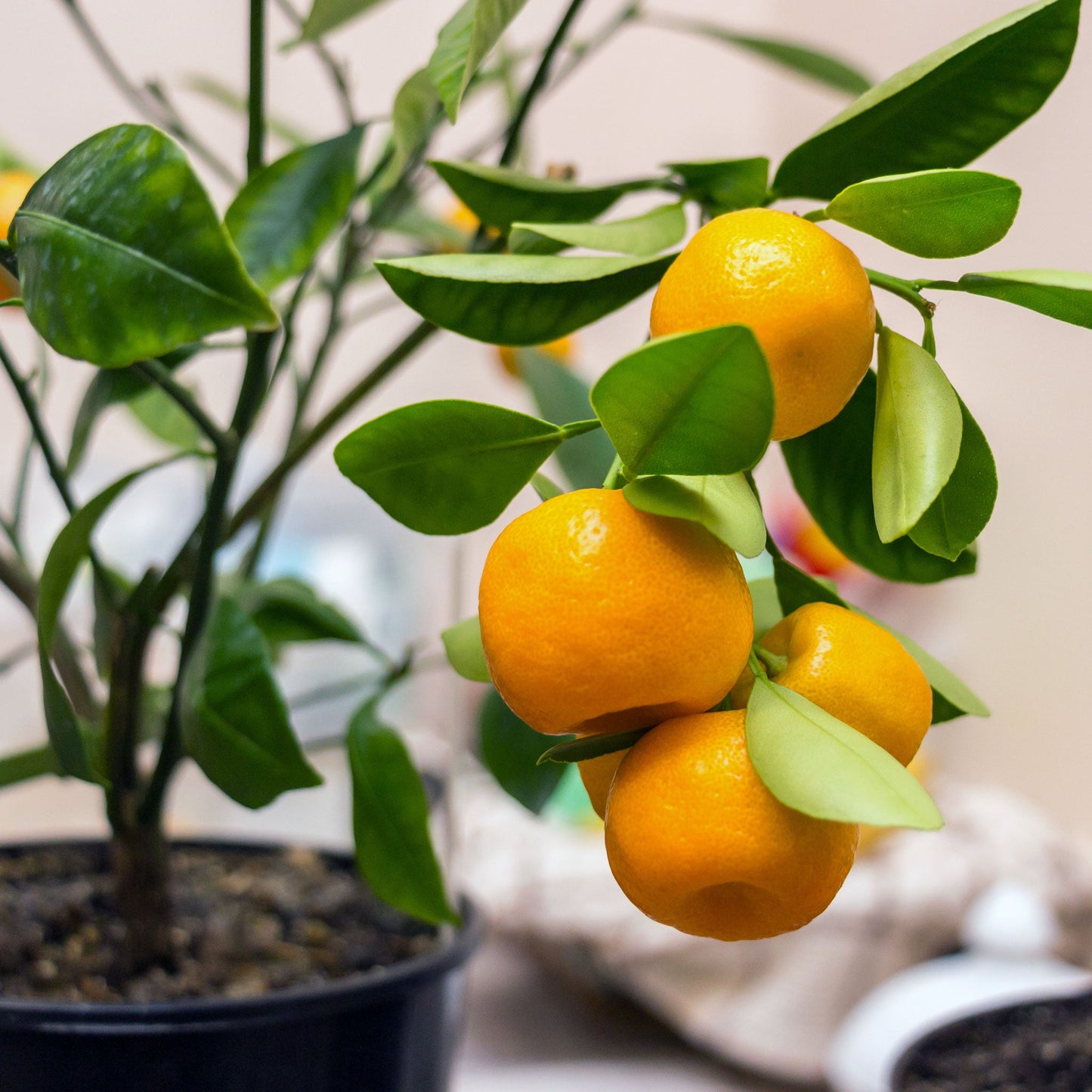 Calamondin Orange Bush