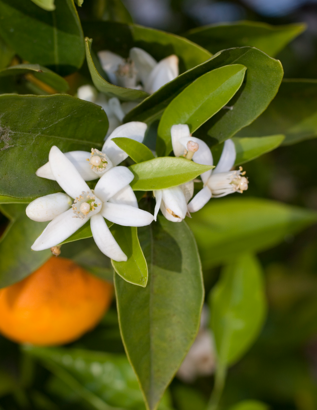 California Honey Mandarin Tree