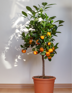 California Honey Mandarin Tree