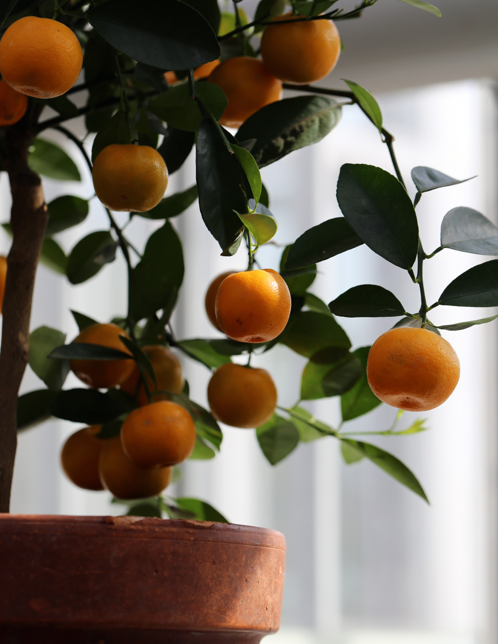 California Honey Mandarin Tree