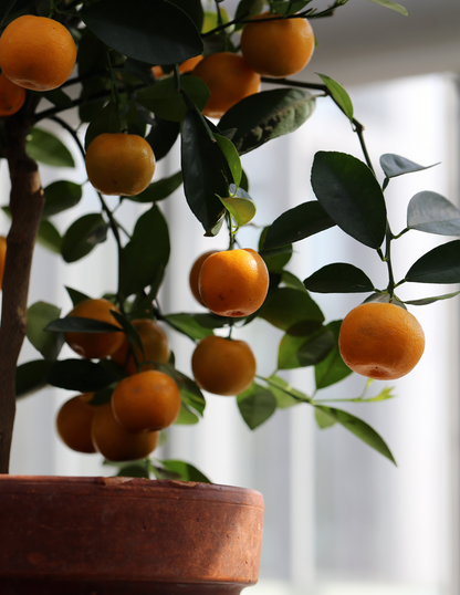 California Honey Mandarin Tree