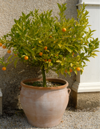 California Honey Mandarin Tree