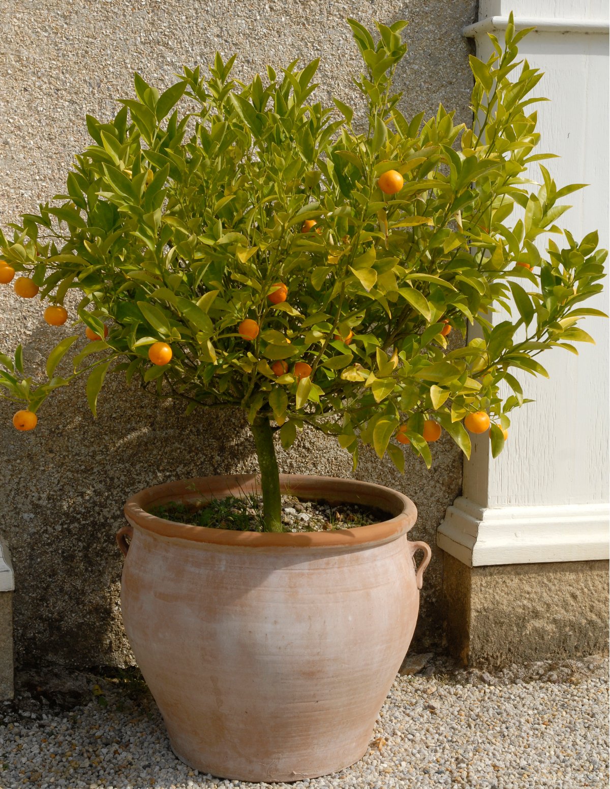 California Honey Mandarin Tree