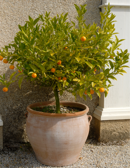 California Honey Mandarin Tree