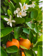 California Honey Mandarin Tree