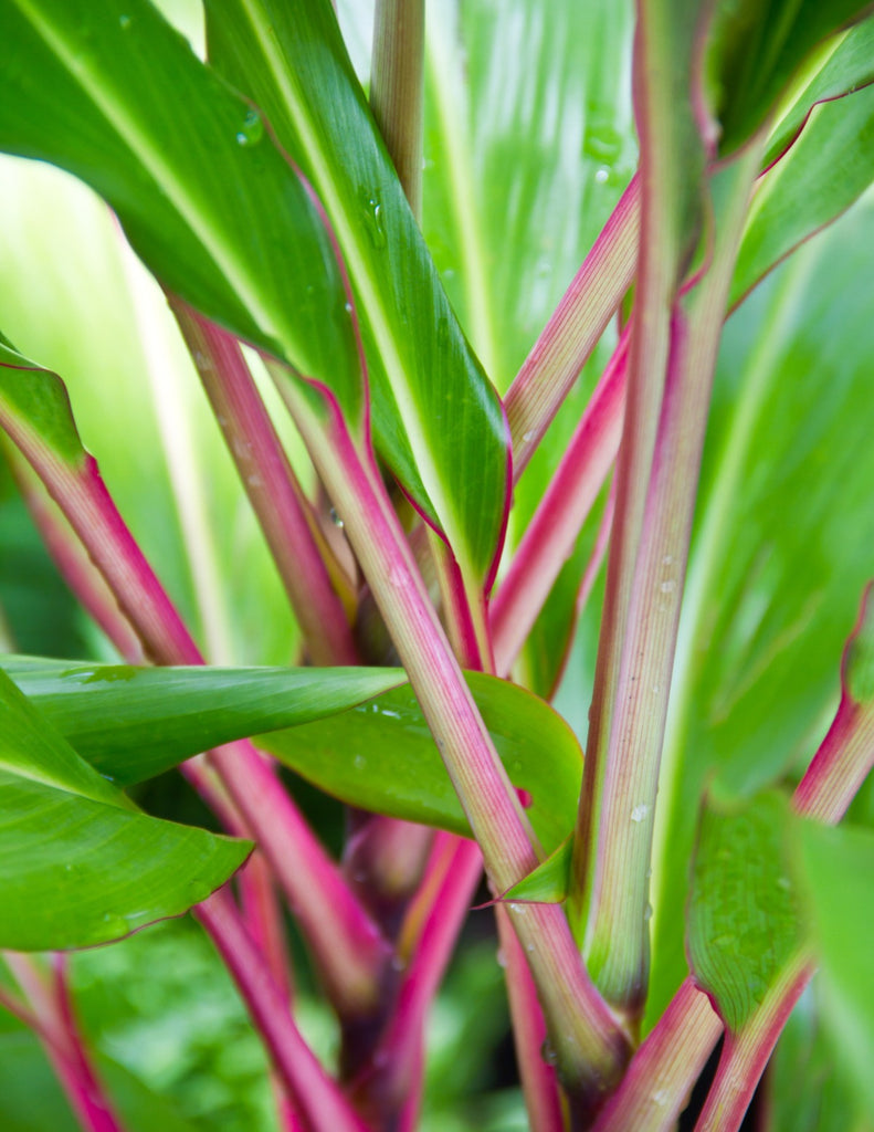 Cordyline Pink Diamond