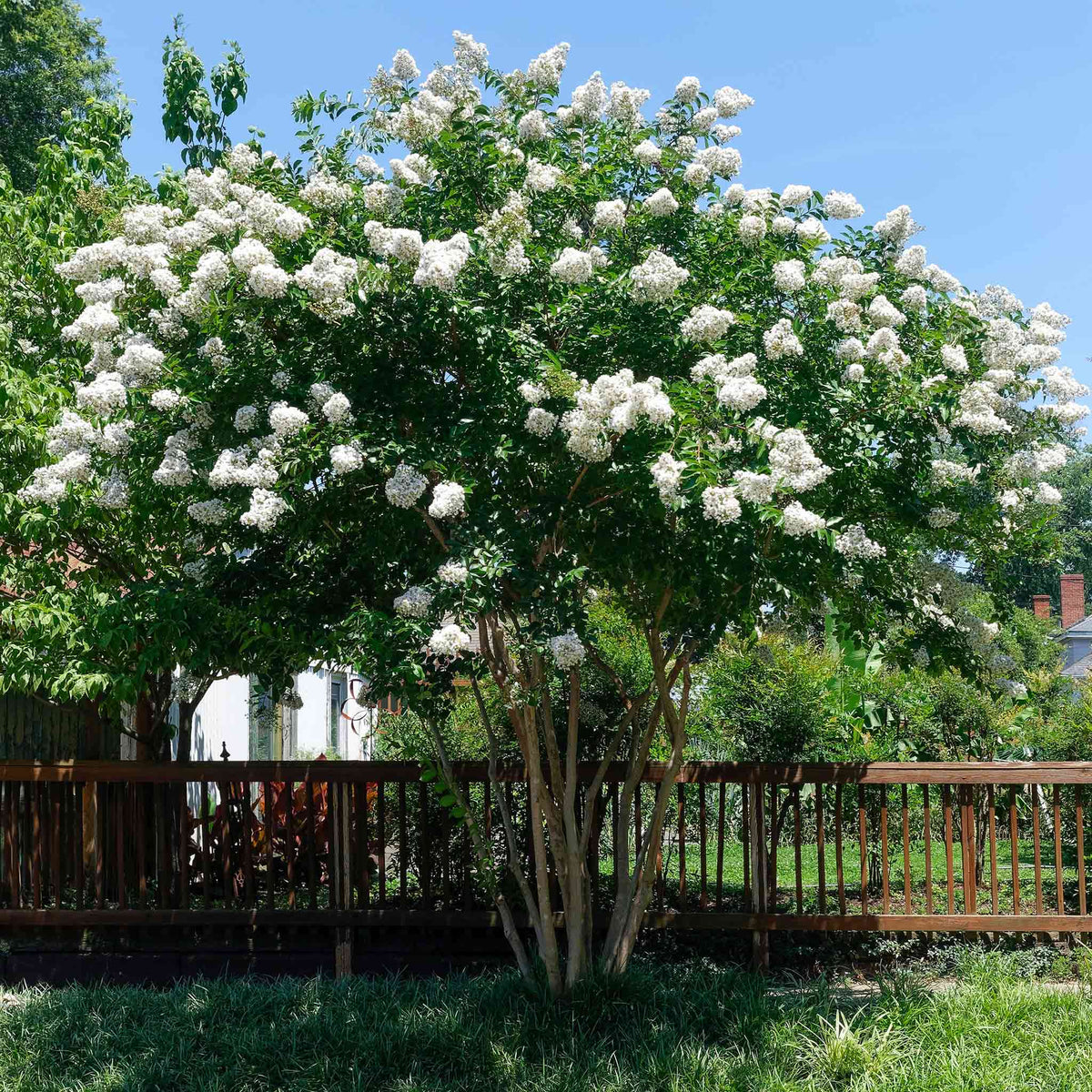 files/crape-myrtle-natchez-2.jpg