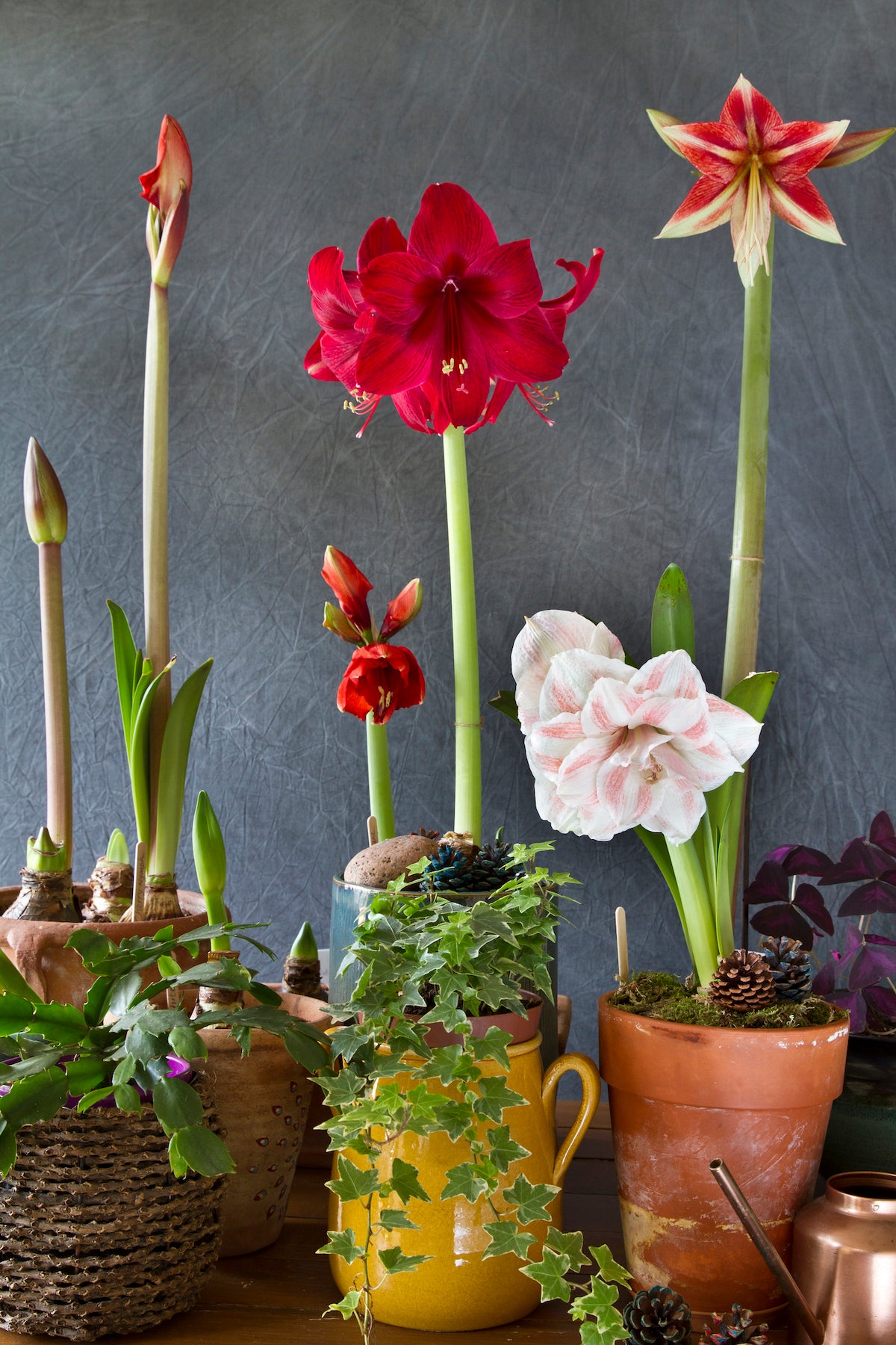 pots for amaryllis plants Pre-Potted 'Bingo' Amaryllis