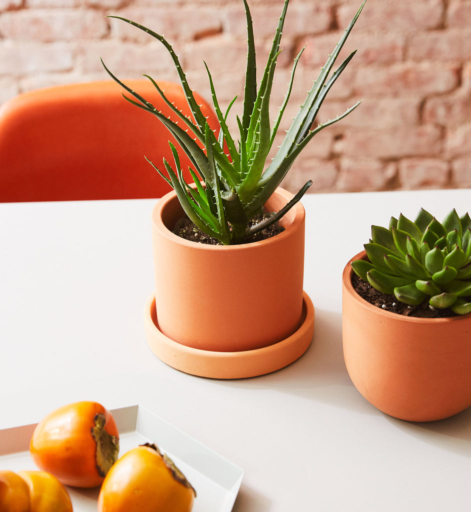 Aloe