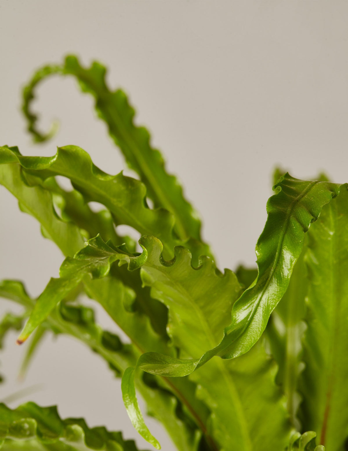 Bird's Nest Fern