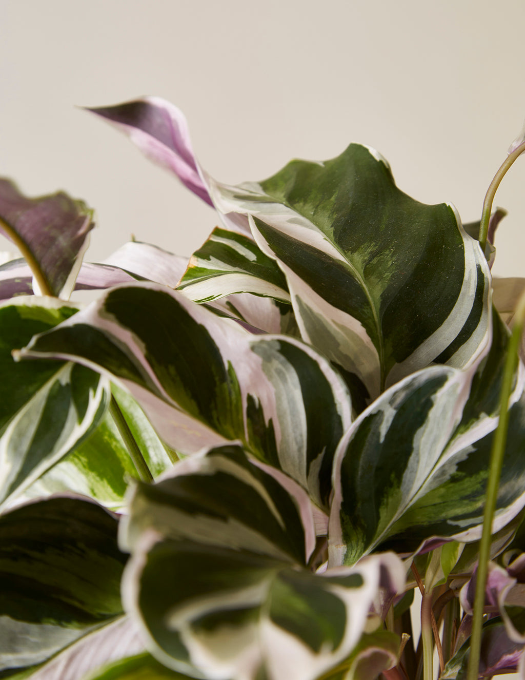 Calathea White Fusion