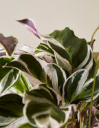 Calathea White Fusion