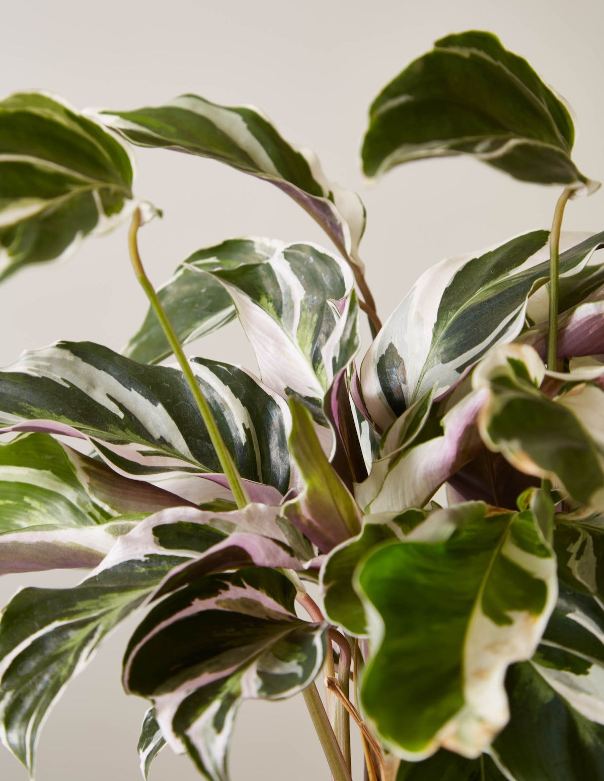 Calathea White Fusion