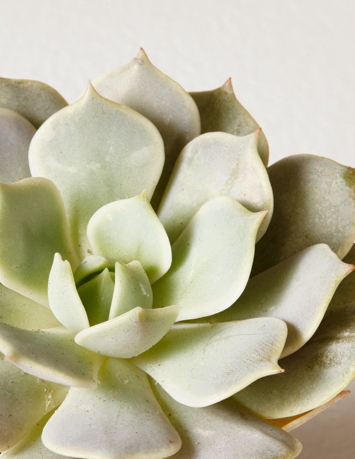 Succulent Squad Party Pack