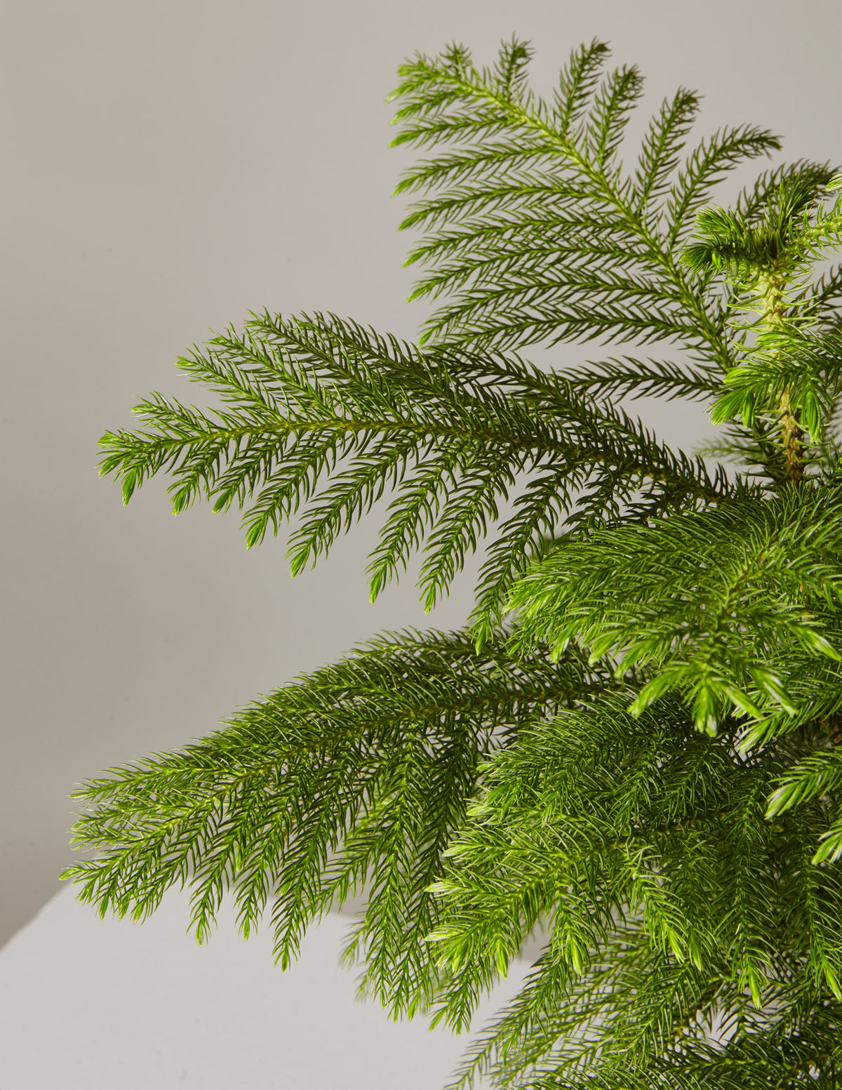 A bright green Norfolk Island Pine, an attractive, soft-needled houseplant.