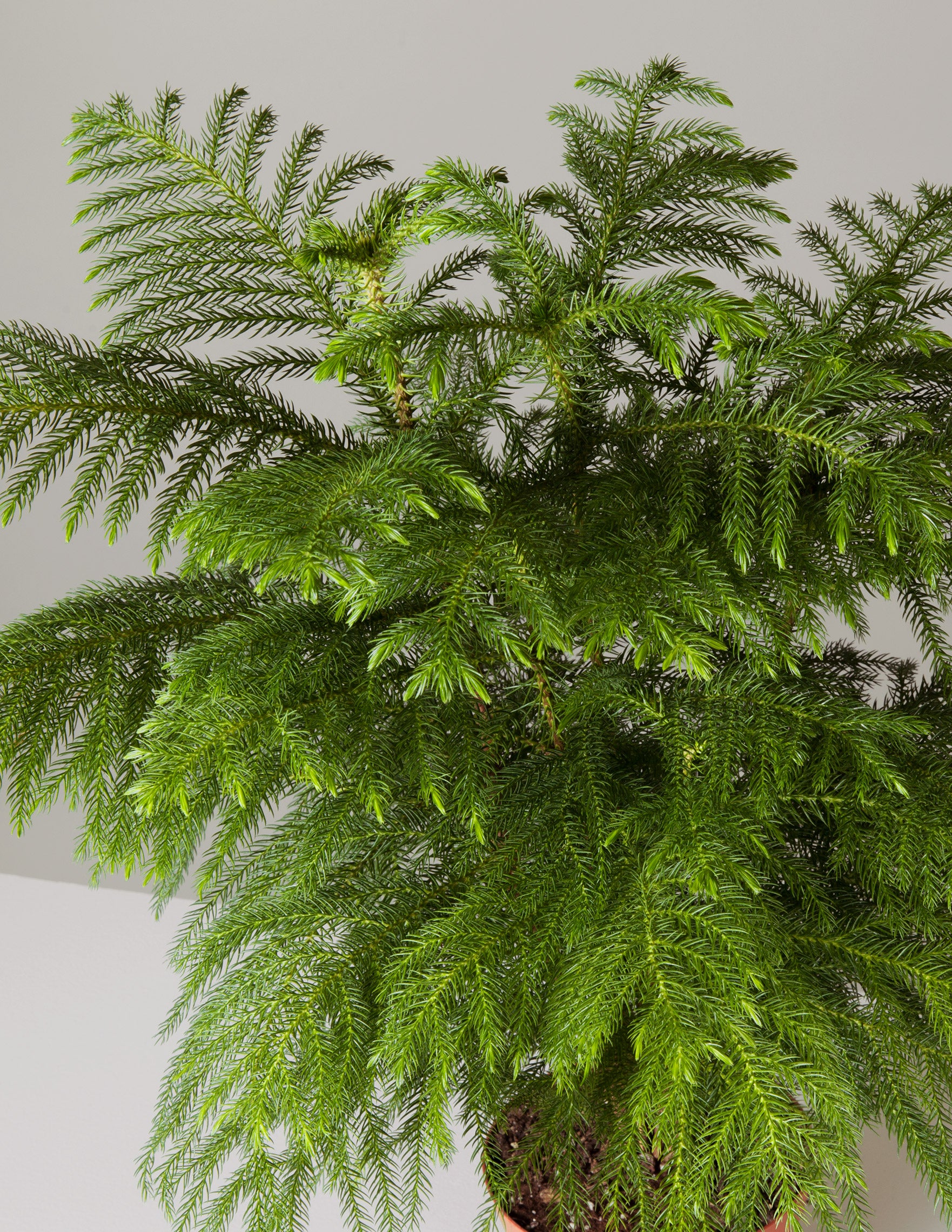 pine tree potted plant Norfolk Island Pine Tree
