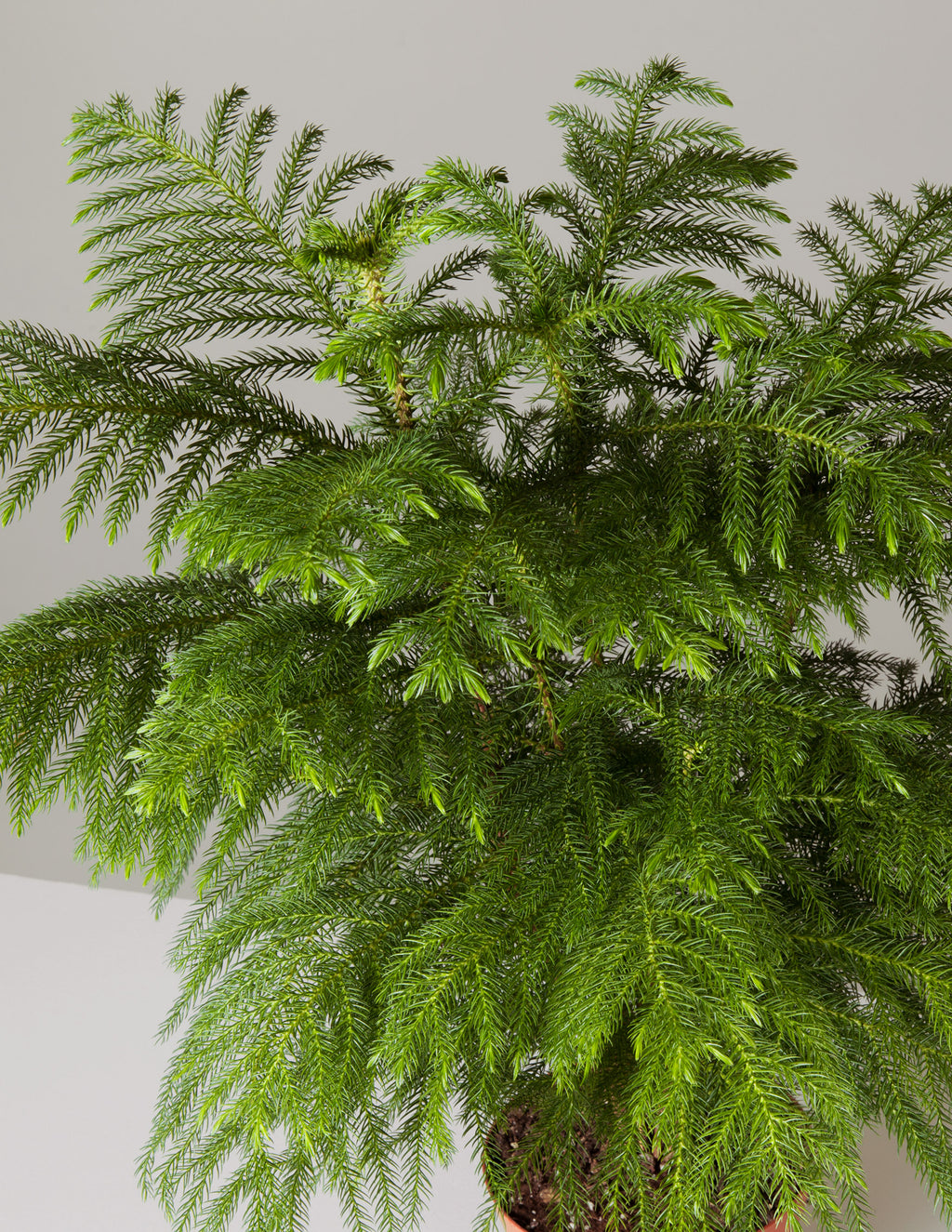 Norfolk Pine plant brings vibrant greenery and natural beauty to your indoor space.