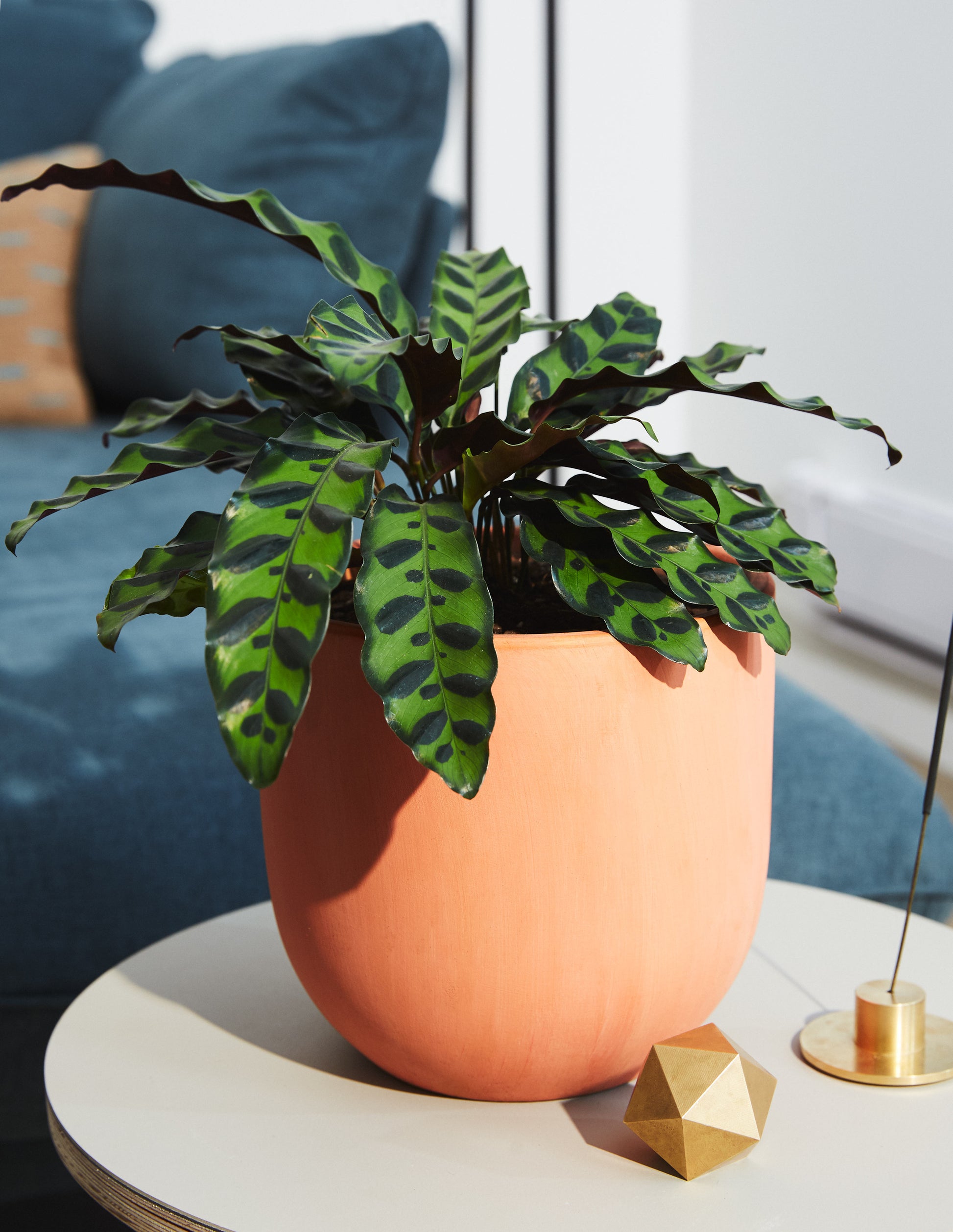 indoor rattlesnake plant Calathea Rattlesnake Houseplant with Planter - Medium (4"-8" tall) Sage Planter