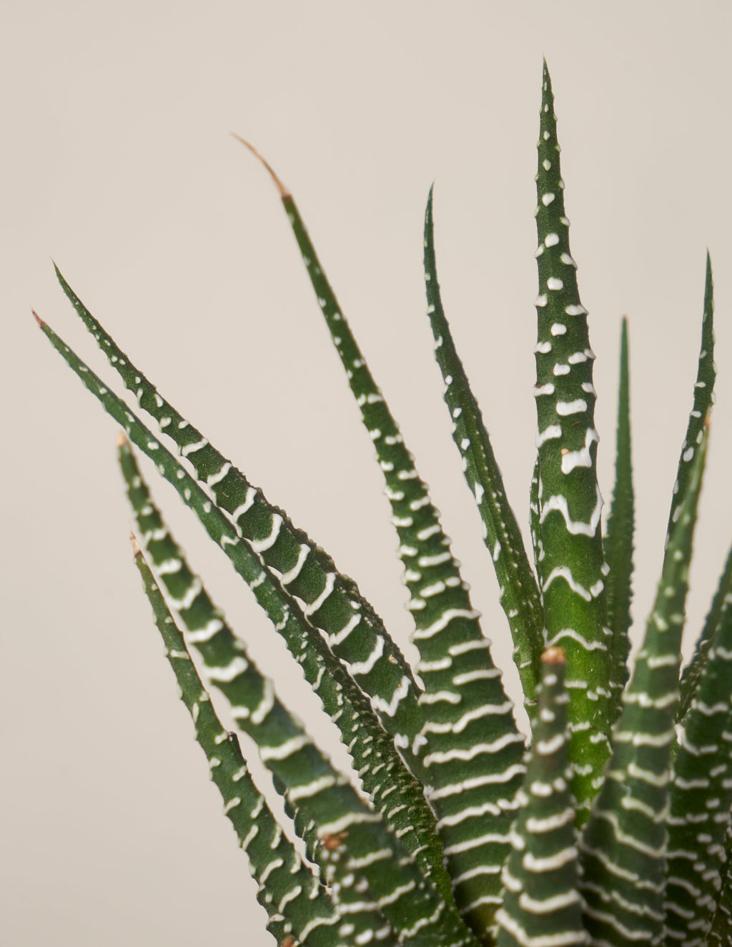 Succulent Squad Party Pack