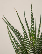 Succulent Squad Party Pack