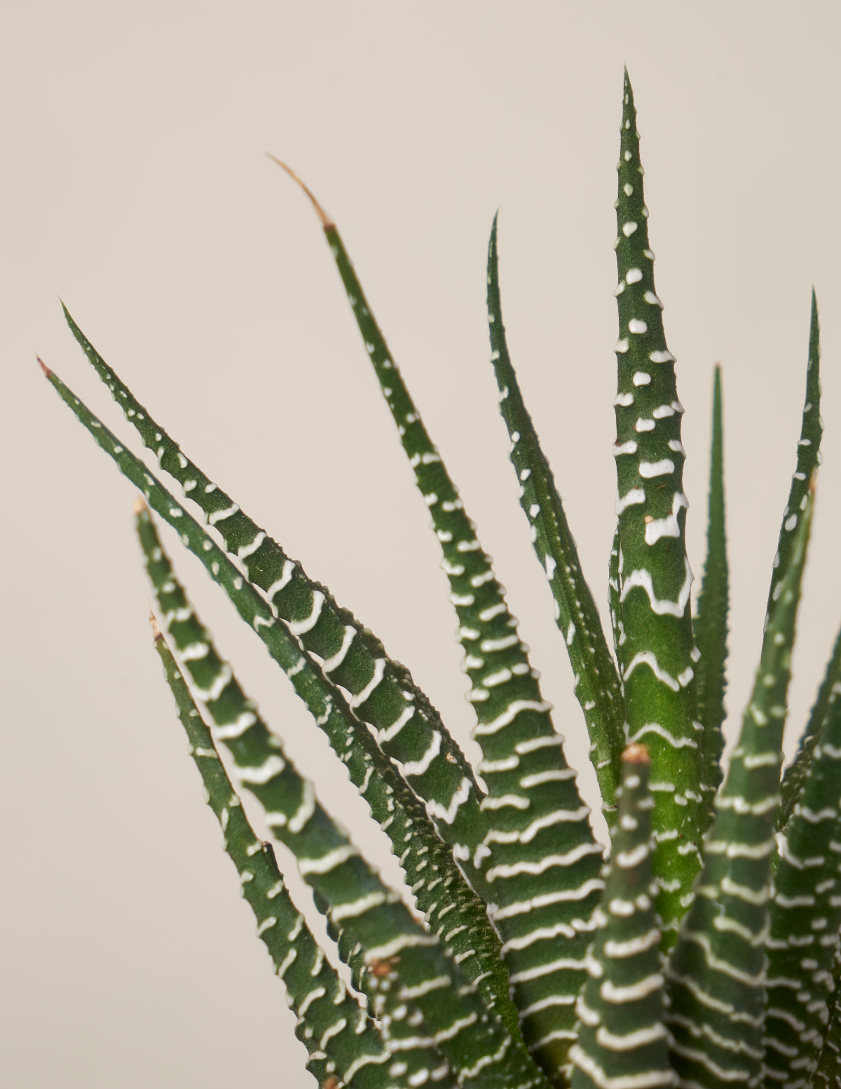 Succulent Squad Party Pack