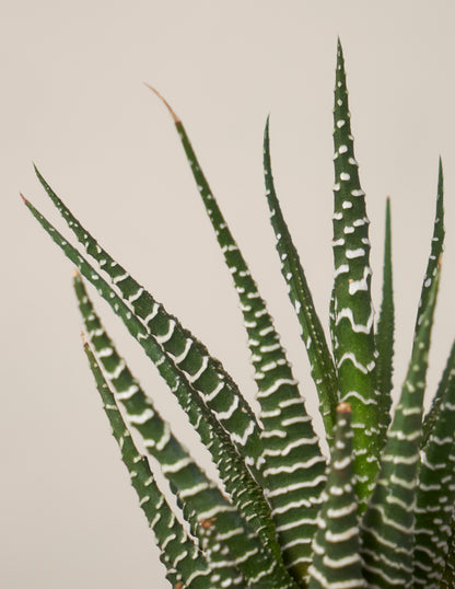 Succulent Assortment