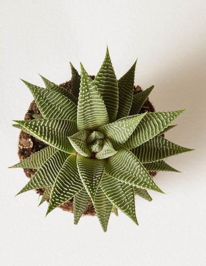 Succulent Squad Party Pack