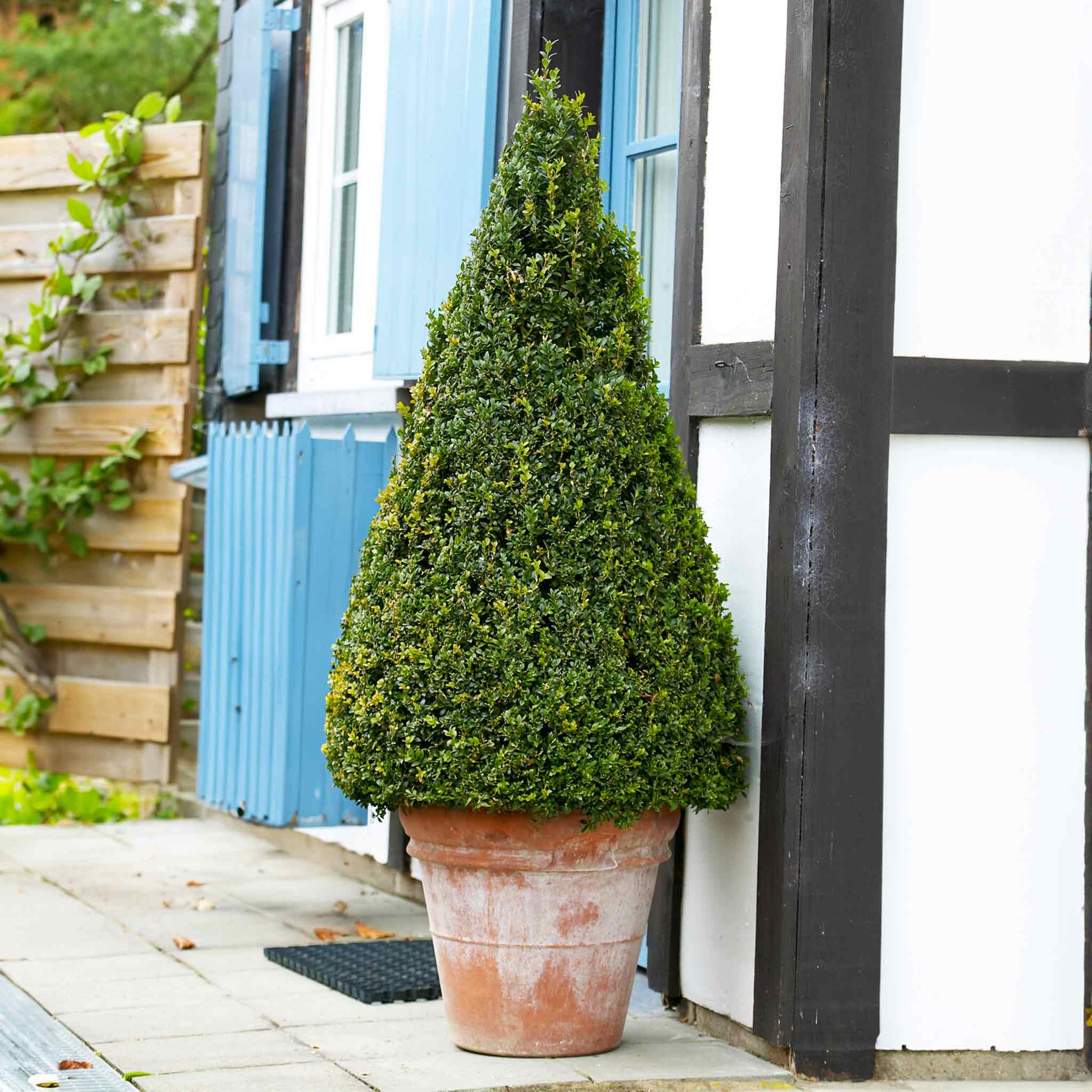 https://www.thesill.com/cdn/shop/files/green-gem-boxwood-cone.jpg?v=1762481054&width=1946