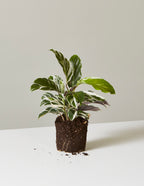 Calathea White Fusion