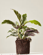 Calathea White Fusion