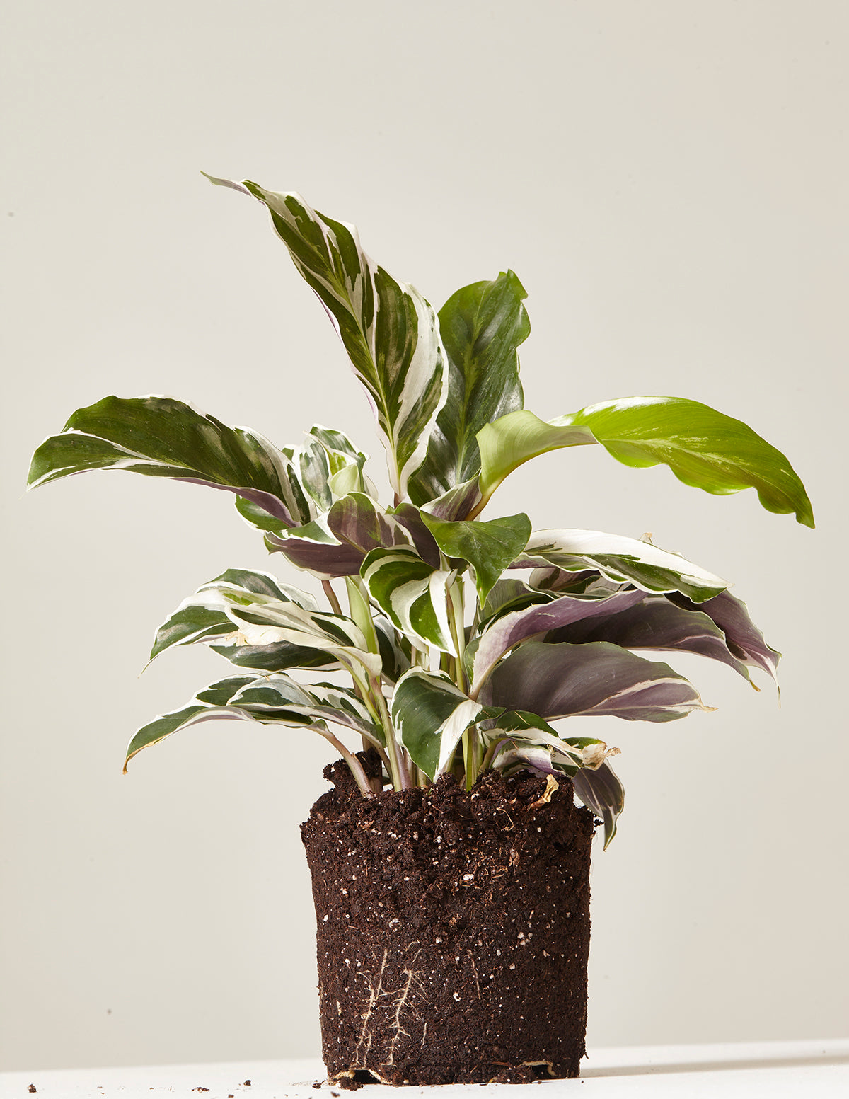 Calathea White Fusion