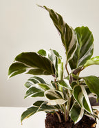 Calathea White Fusion
