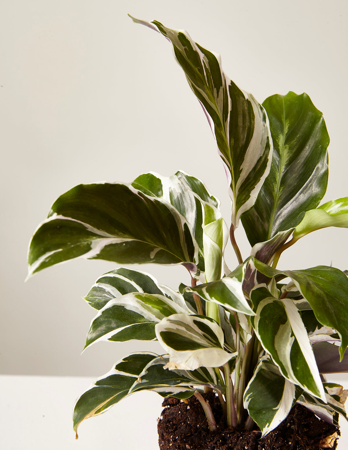 Calathea White Fusion