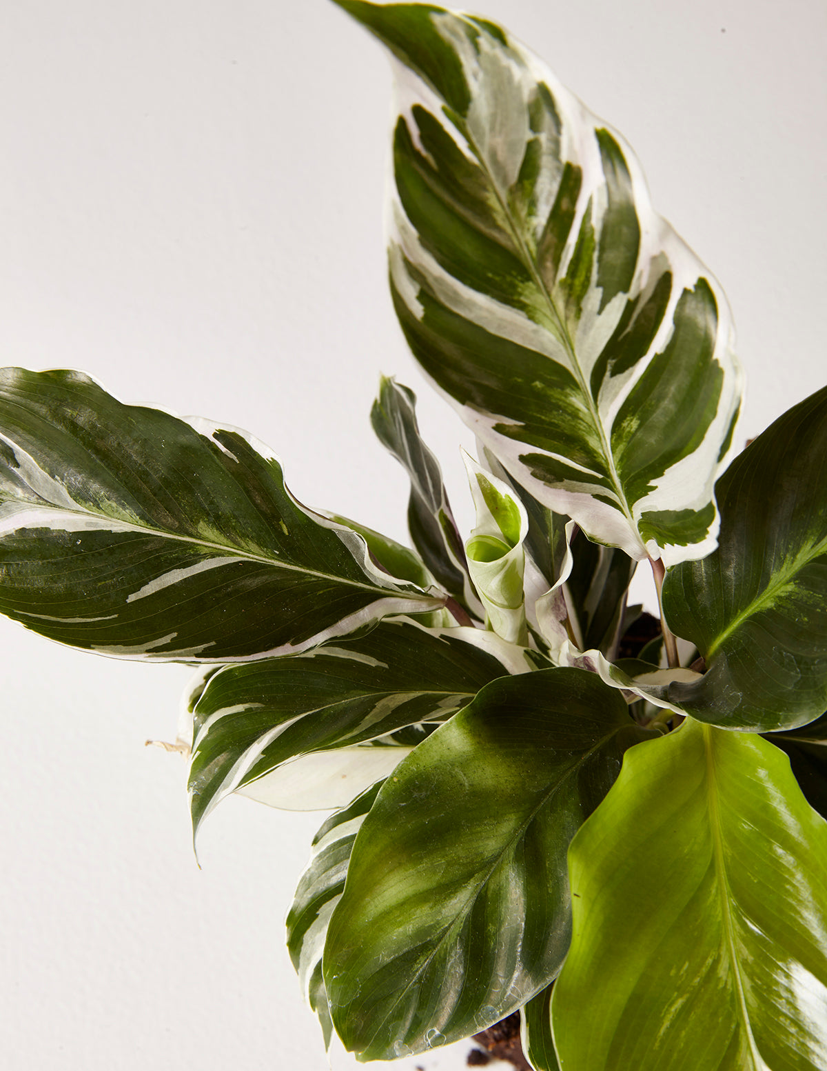 white leaf house plant Calathea White Fusion | Tropical Houseplants for Delivery