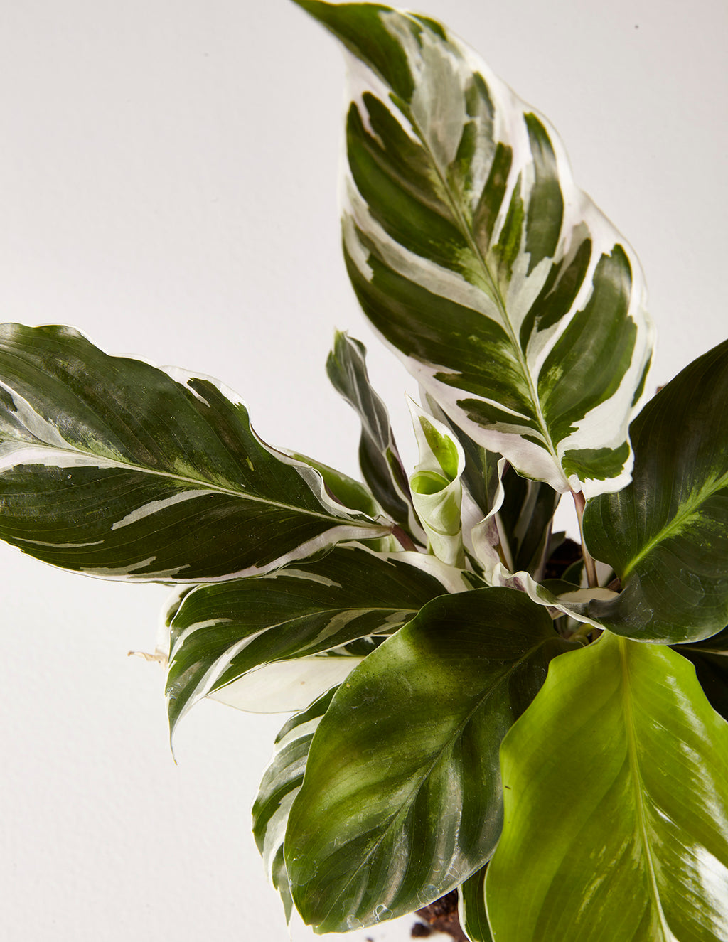 Calathea White Fusion