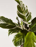 Calathea White Fusion