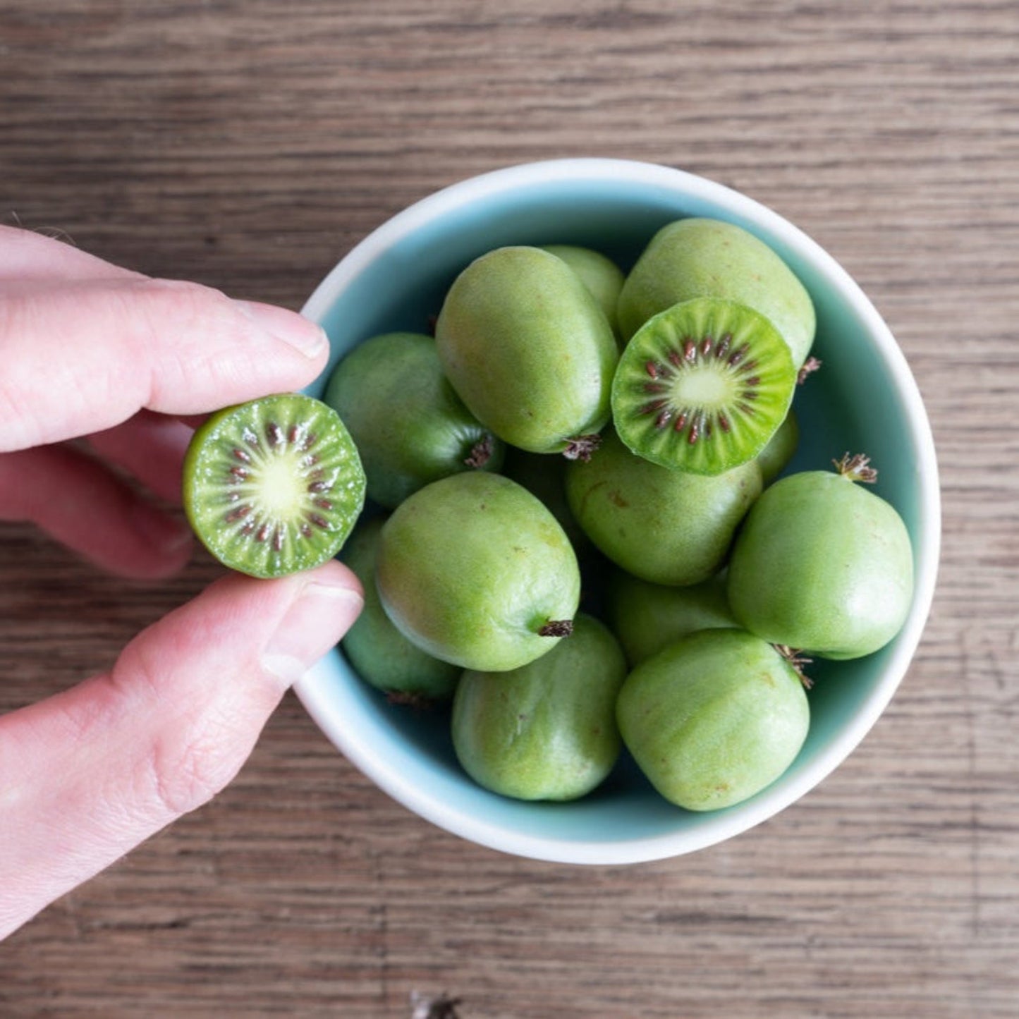 Kiwi - Prolific (Self Fertile)