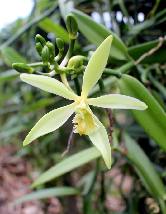 Vanilla Orchid
