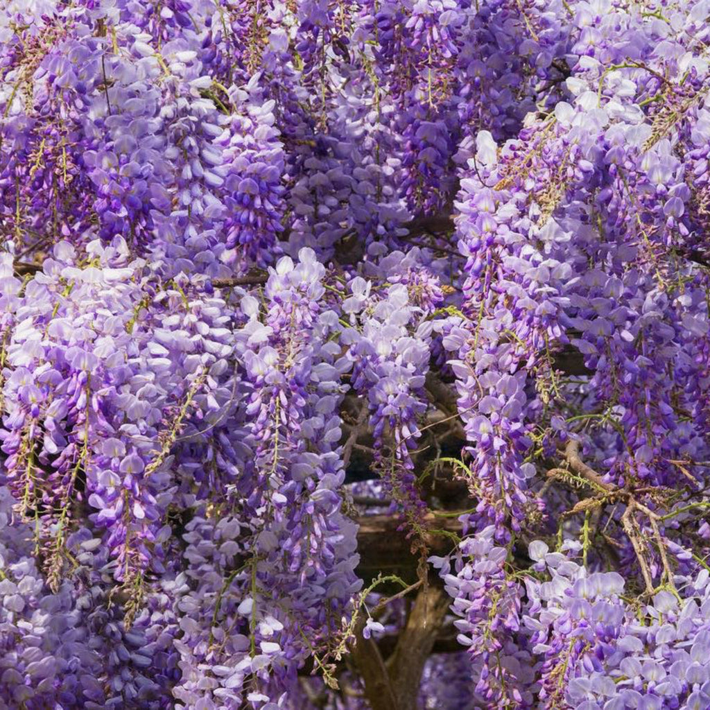 Blue Moon Wisteria