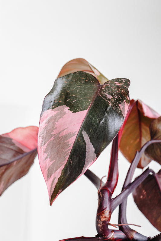 Philodendron Pink Princess