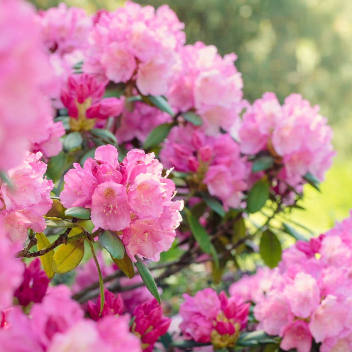 Pink Rhododendrum Roseum Pink Rhododendron | The Sill